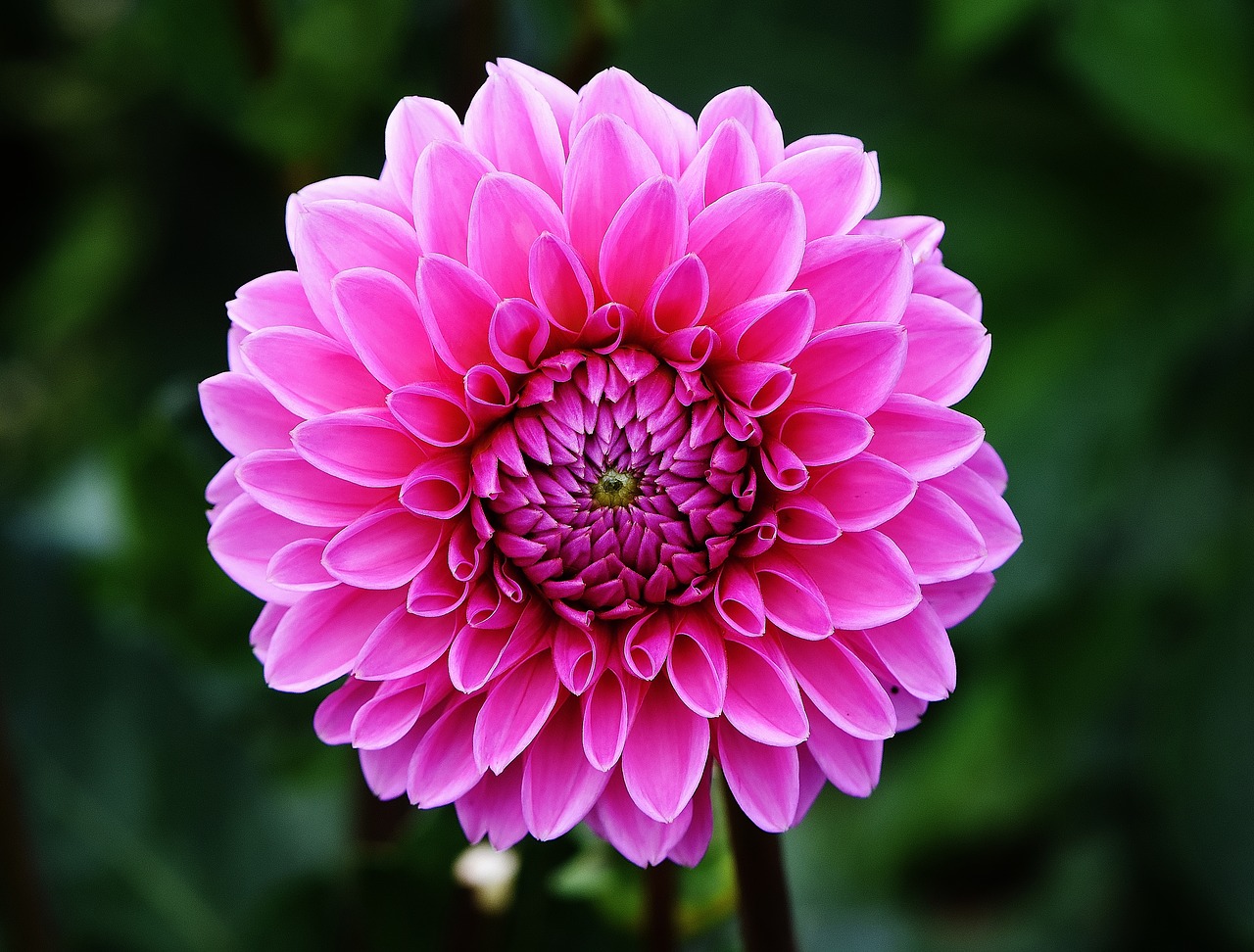 dahlia