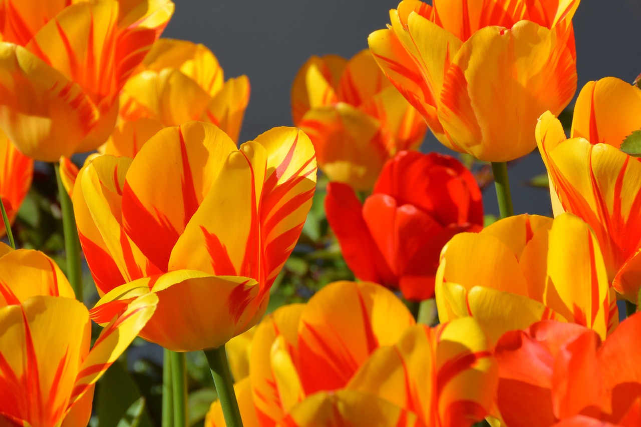 tavaszi tulipánok